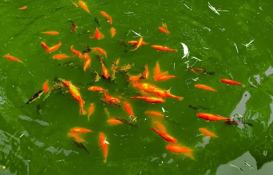 Private Sightseeing Tour from Batumi to Mtirala and Botanical garden