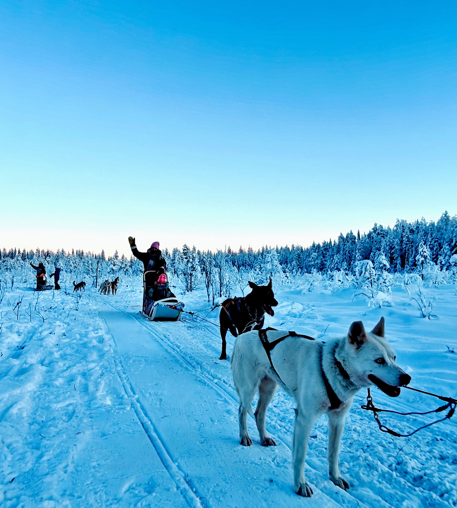 Husky team on a snowy forest trail — A husky team pulling a sled on a private winter trail in Lapland.