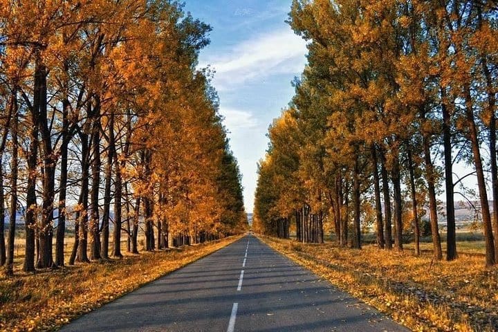 Sabaduri forest