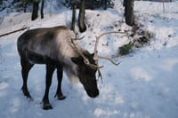 Banff Wildlife Explore and Johnston Canyon Icewalk Tour 7