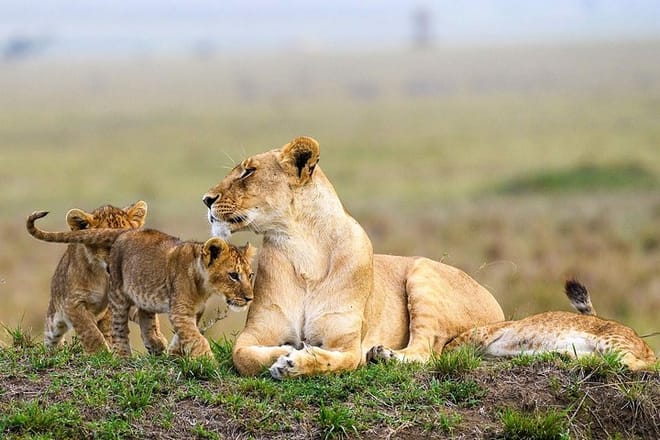 Maasai Mara Game Drive