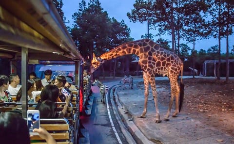Chiangmai Night Safari Tour