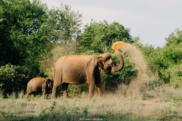 14-Day Adventure and Birdwatching Tour in Colombo, Sri Lanka