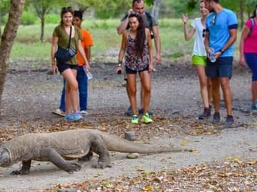 3-Day Adventure Tour of Komodo National Park from Labuan Bajo