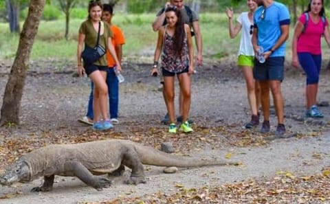 3-Day Adventure Tour of Komodo National Park from Labuan Bajo