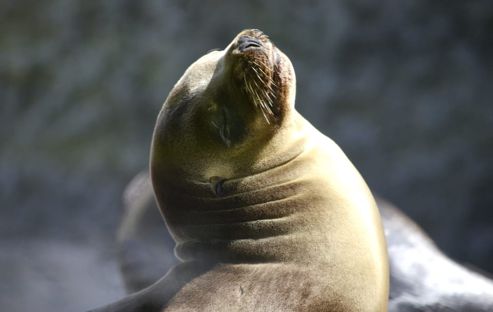 Islas Ballestas Boat Tour for Wildlife in Paracas, Peru