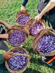Unique experience - come to the saffron harvest and collect the valuable red gold of Abruzzo with us