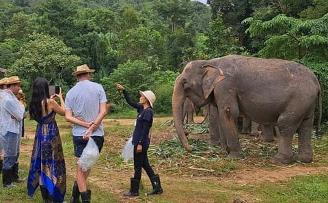 Phuket City and Elephant Sanctuary Cultural Tour