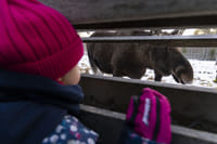 Visit to Ranua Arctic Wildlife Park - Rovaniemi 3