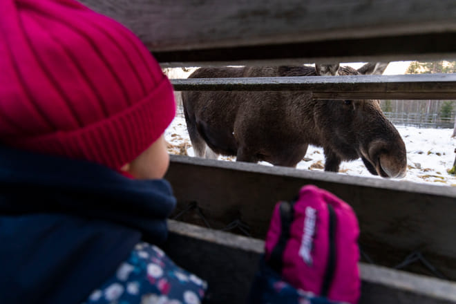 Visit to Ranua Arctic Wildlife Park - Rovaniemi photo 3