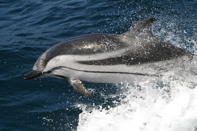 Dolphin & Whale Watching Tour from Seville photo 2