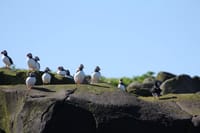 Premium Puffin Tour 6