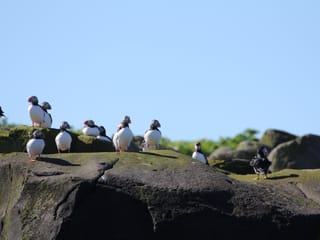 Premium Puffin Tour, photo 7
