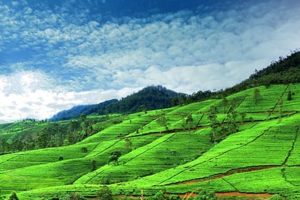 03 Day Nuwara Eliya & Ambewela Tour