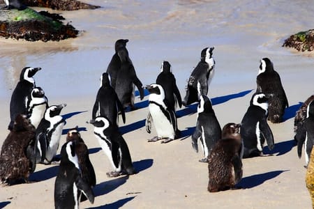 Half Day shared Tour Boulders Beach and Swimming