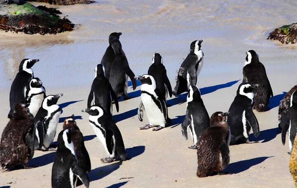 Half Day shared Tour Boulders Beach and Swimming