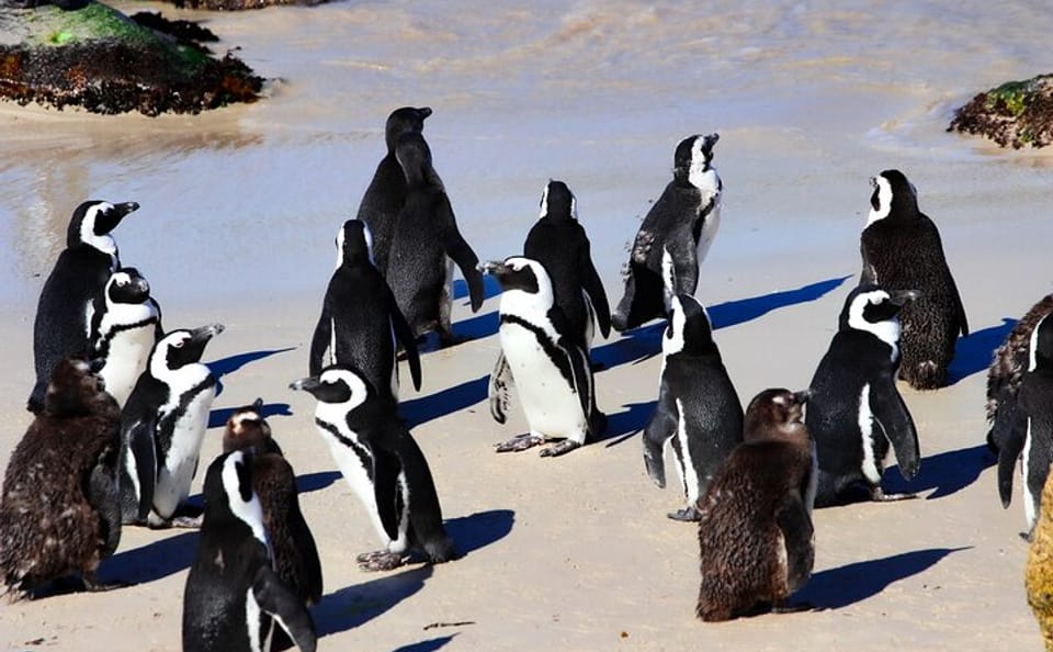 Half Day Tour to Boulders Beach and Muizenberg from Cape Town