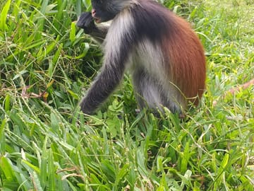 Private Jozani Forest Tour with Red Colobus Monkeys in Zanzibar