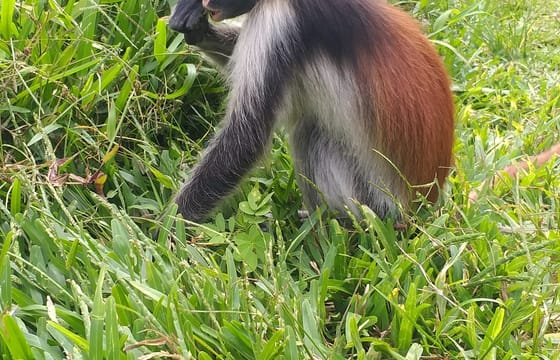 Private Jozani Forest Tour with Red Colobus Monkeys in Zanzibar