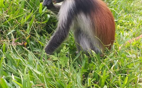 Private Jozani Forest Tour with Red Colobus Monkeys in Zanzibar
