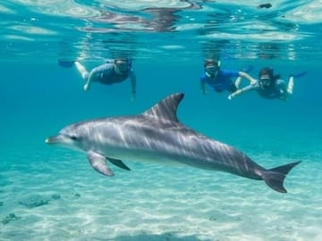 Dolphin House Full Day Snorkeling Cruise With Lunch – Hurghada