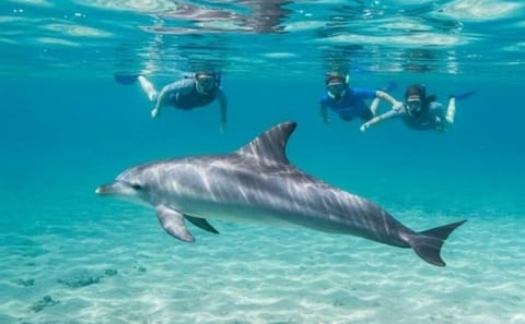 Dolphin House Full-Day Snorkeling Cruise from Hurghada