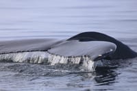 Whale swimming near the surface during a Reykjavík whale tour