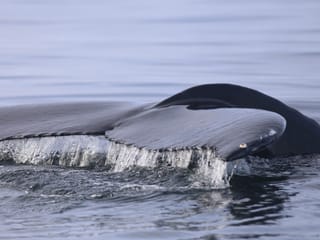 Whale swimming near the surface during a Reykjavík whale tour