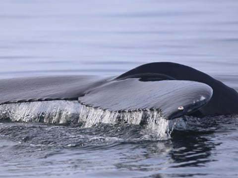 Whale swimming near the surface during a Reykjavík whale tour