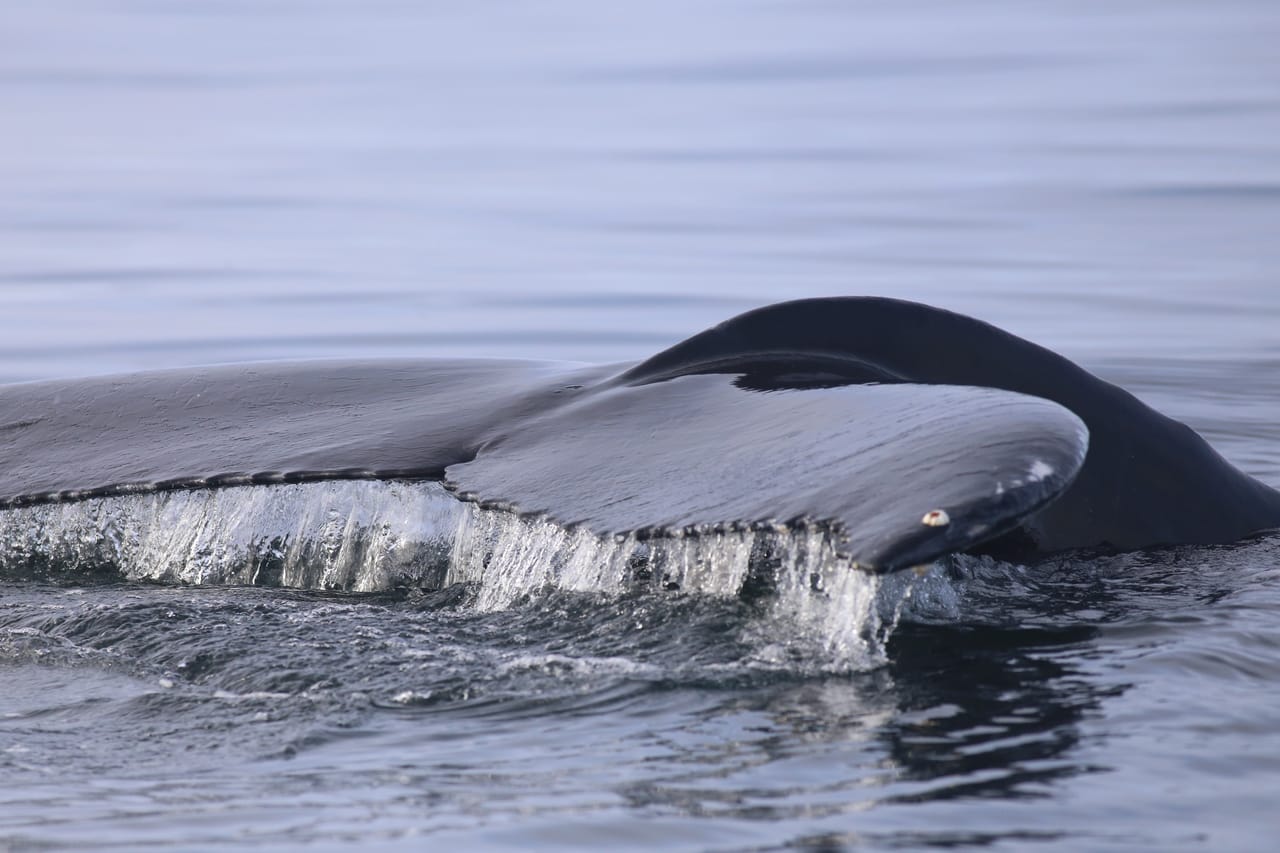 Whale swimming near the surface during a Reykjavík whale tour