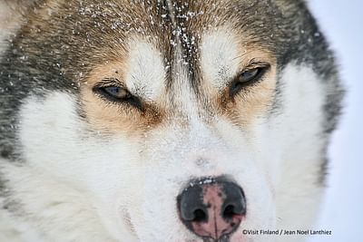 Wilderness husky adventure