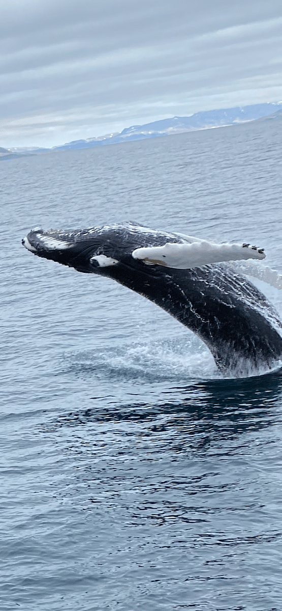 Whale Watching & Lava Show Reykjavik: Nature's Breathtaking Spectacle