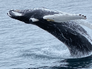 A humpback whale rises from the ocean during a whale watching experience in Faxaflói Bay, one of Iceland’s best whale watching locations.