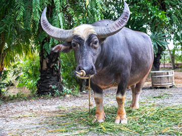 Private 3-Day Central Thailand Tour: Bangkok, Ayutthaya, Kanchanaburi