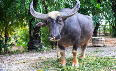 Private 3-Day Central Thailand Tour: Bangkok, Ayutthaya, Kanchanaburi