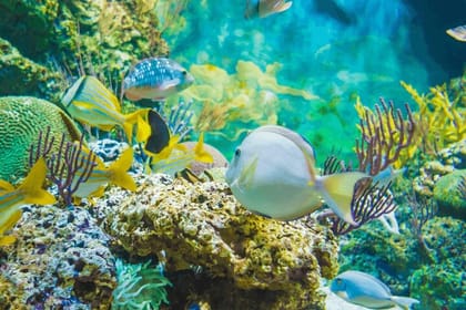 From Hurghada: Sharm El Naga Full-Day Snorkeling Tour