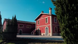 Marche: unique visit and tasting at Cantina D'Erasmo amidst signature wines