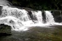 Sinharaja Bird Watching Day Tour from Colombo 4