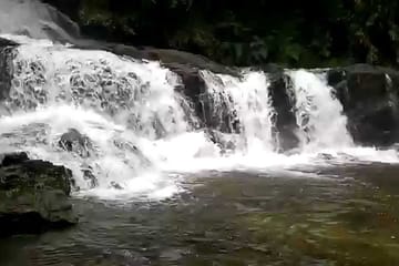 Sinharaja Bird Watching Day Tour from Colombo