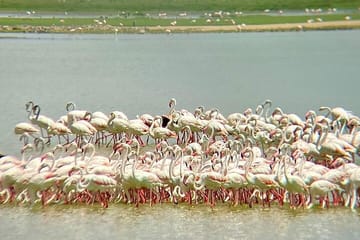 3 Days 2 Nights Private Amboseli Safari