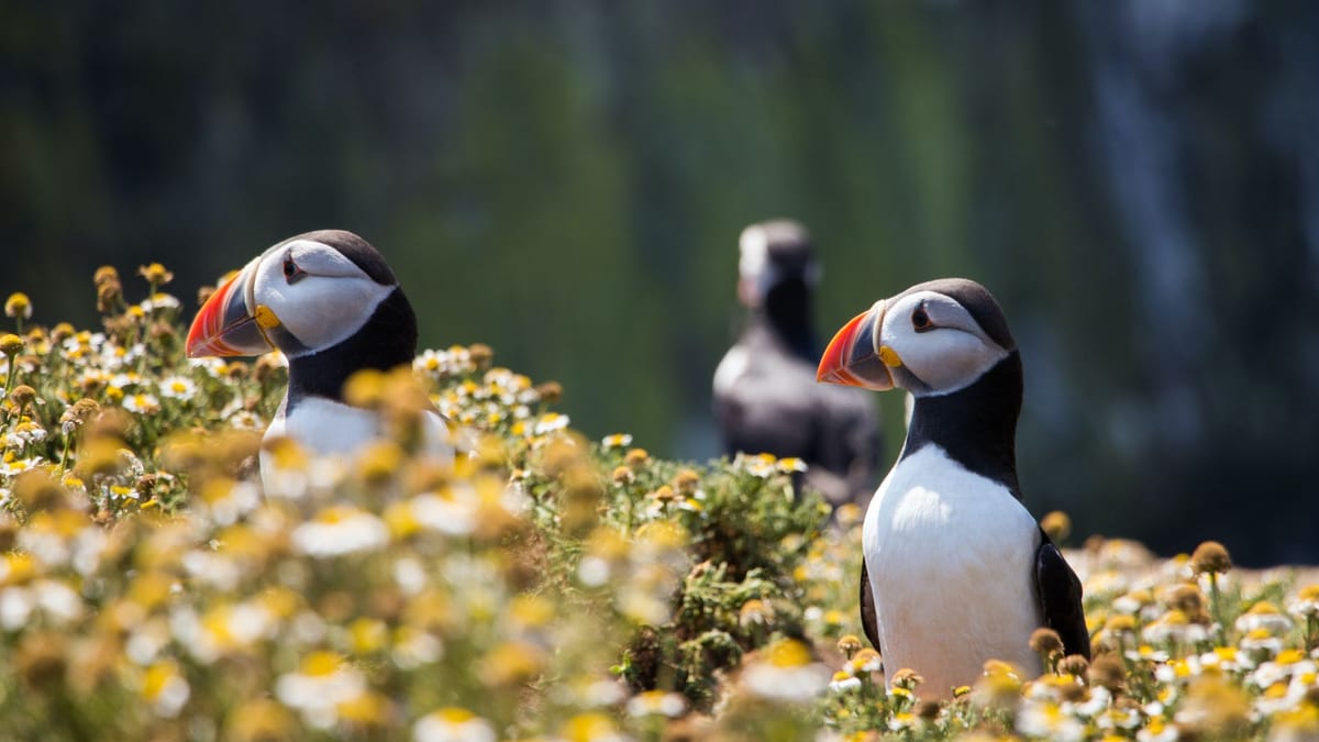 Private Westman Islands Day Tour