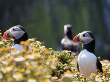 Private Westman Islands Day Tour