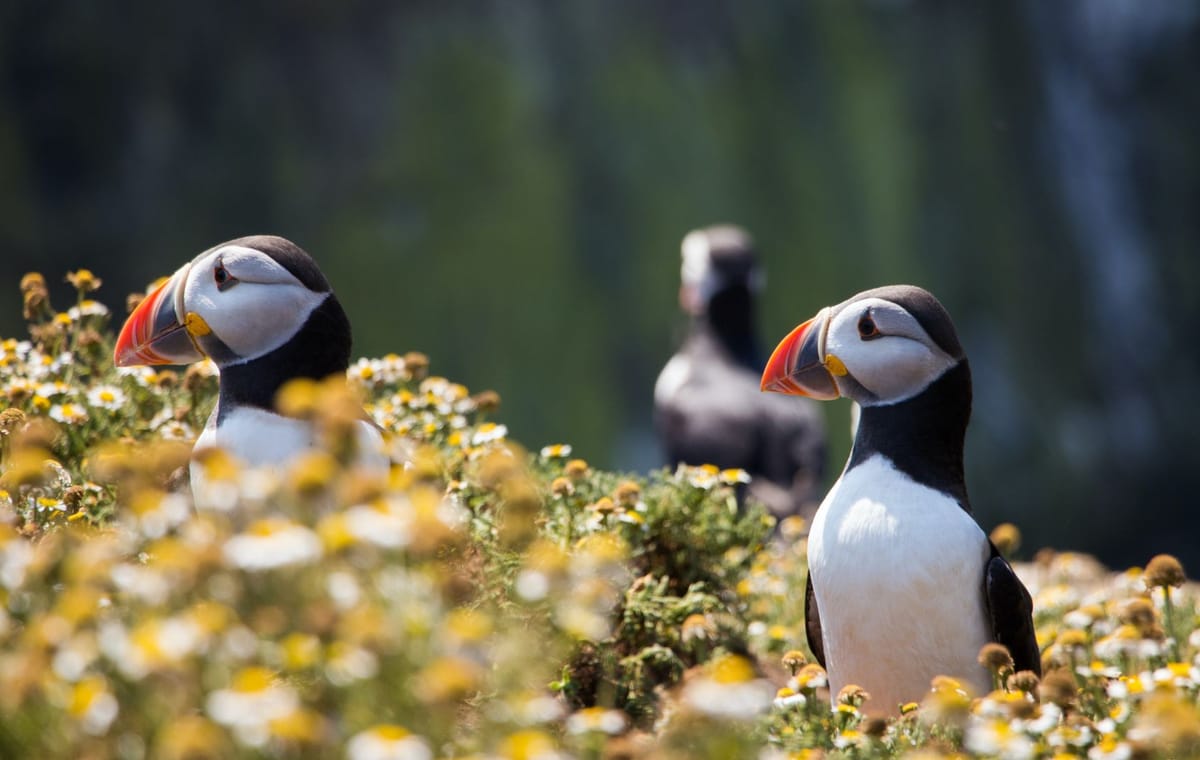 Private Westman Islands Day Tour