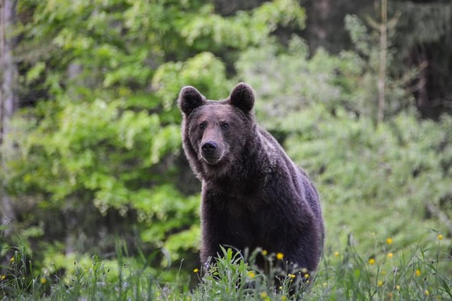 Bear watching in the Land of Volcanoes photo 3
