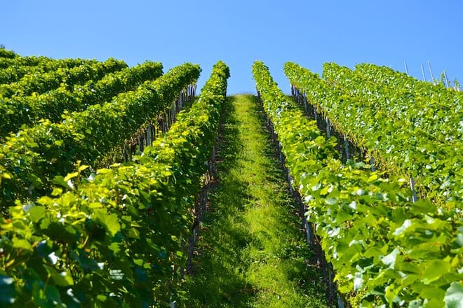 Wine History Tours in Willamette Valley Oregon - Photo 2