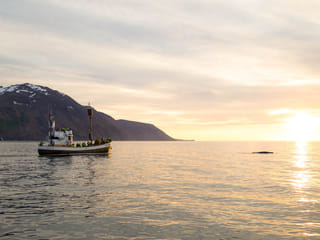 Midnight Sun Whale Watching from Húsavík, photo 7