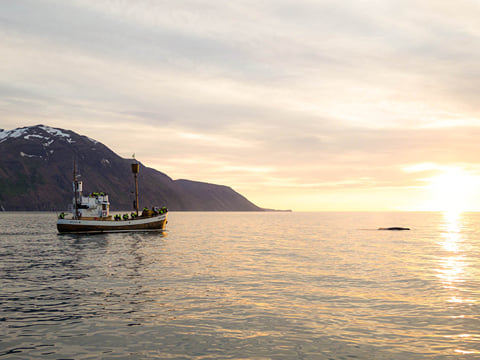 Midnight Sun Whale Watching from Húsavík, photo 7