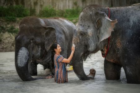 Phuket: Elephant Care Half Day Experience
