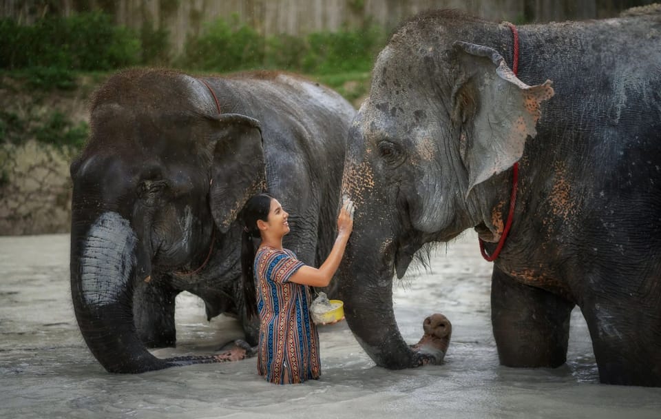 Half-Day Elephant Care Experience at Elephant Jungle Sanctuary Phuket