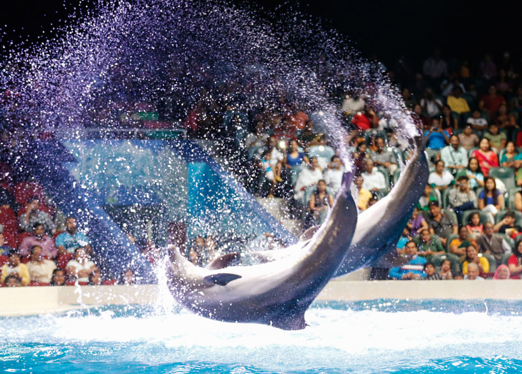 Get Dolphin show tickets with tour visionary